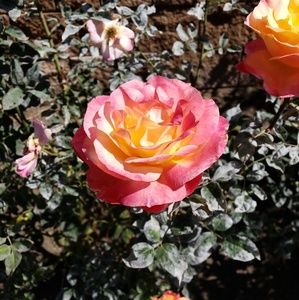 Meet your Posher, Krista